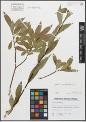 Foto von Salix pentandra L.